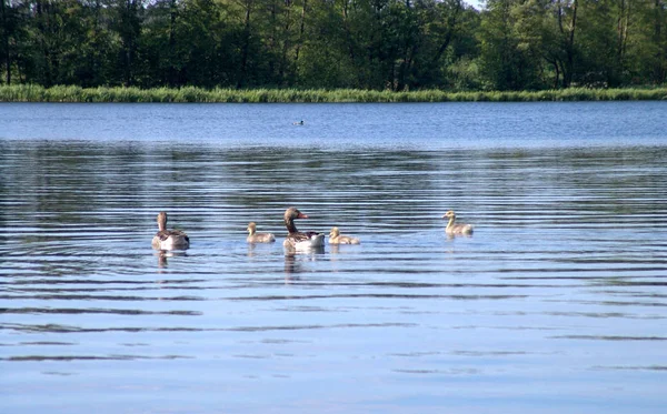 Aussichtsreiche Aussicht Auf Gänsevögel Der Natur — Stockfoto