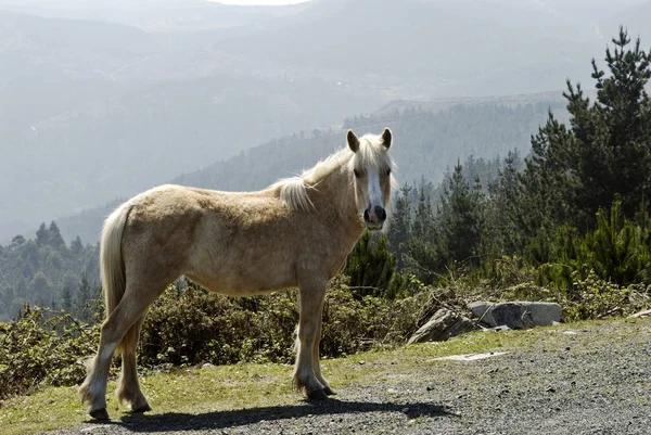 Freilaufpferd Galicien — Stockfoto