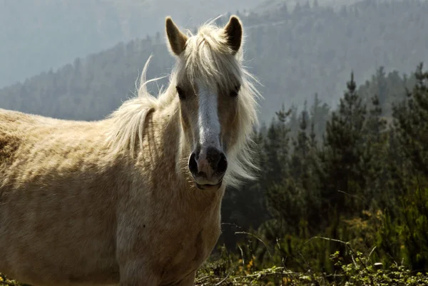 Frei Lebendes Pferd Galicien — Stockfoto