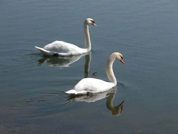 Aussichtsreiche Aussicht Auf Schöne Vögel Der Natur — Stockfoto