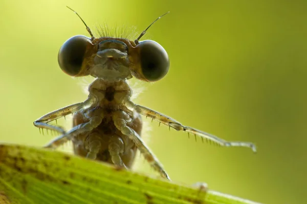 Odonata 잠자리 자연의 식물상 — 스톡 사진