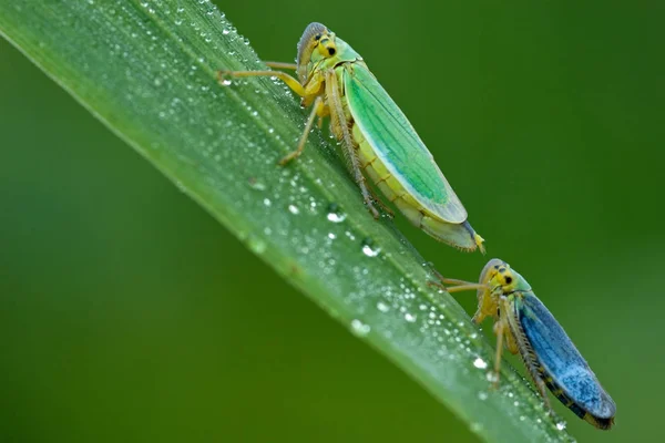 Cicada Enana Verde Verde Hembra Azul Macho —  Fotos de Stock