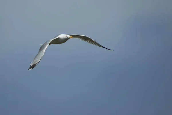 Vacker Utsikt Över Vacker Söt Mås Fågel — Stockfoto