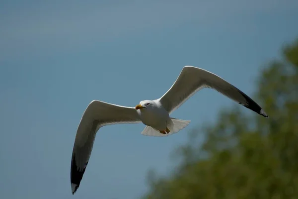 Vue Panoramique Magnifique Oiseau Mouette Mignon — Photo