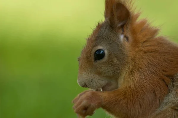 Flora Och Fauna Ekorre Djur Gnagare Fluffig Ekorre — Stockfoto