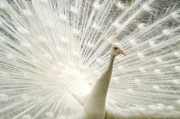Bílý Páví Pták Exotický Pávi — Stock fotografie