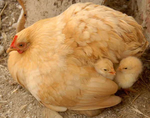 Que Déjà Éclos Poule Ses Poussins Chamaillent — Photo