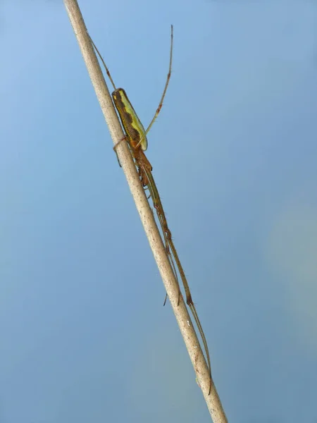 Closeup Bug Wild Nature — Stock Photo, Image