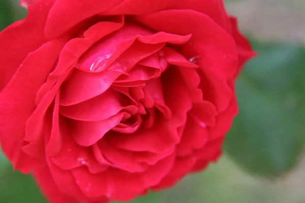 美丽的花朵 花卉概念背景 — 图库照片