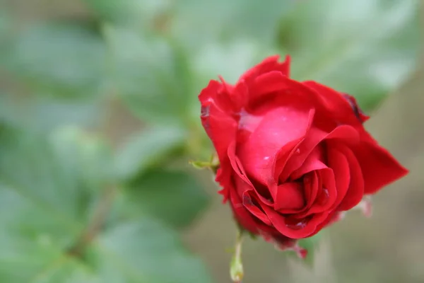 Rosenblütenblätter Flora — Stockfoto