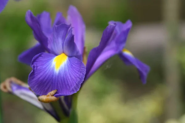 Vista Panorámica Hermosa Flor Del Iris — Foto de Stock