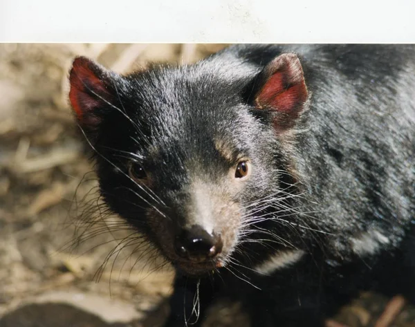 Dierenwelzijn Dierentuin — Stockfoto