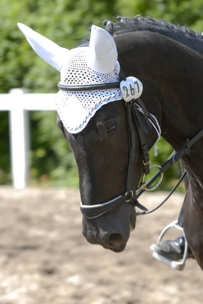 Cute Horse Wild Nature — Stock Photo, Image