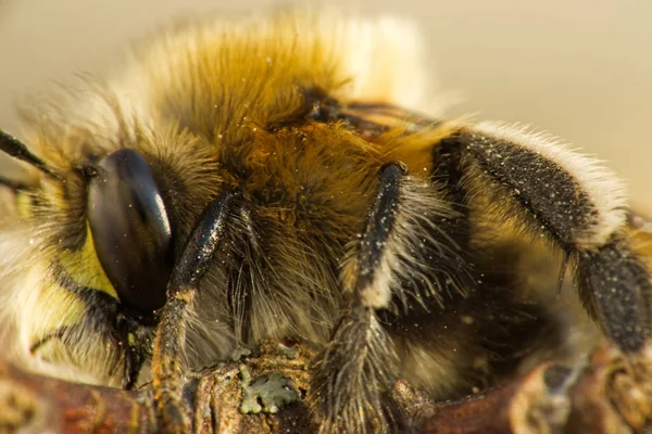 Sidovy Anthophora — Stockfoto