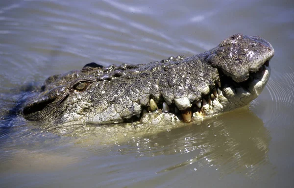 Crocodilo Jacaré Carnívoro Animal — Fotografia de Stock