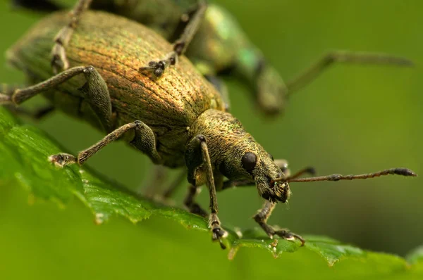 Gros Plan Bug Nature Sauvage — Photo