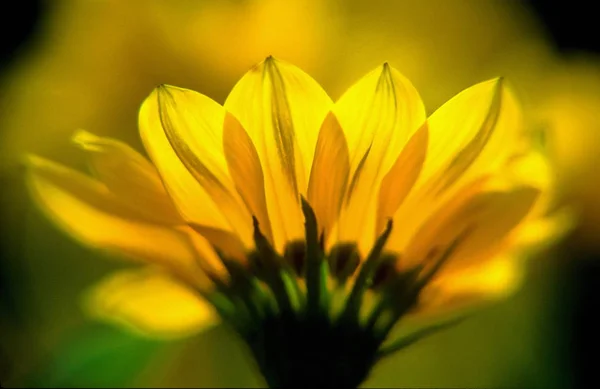 Yellow Flowers Petals Flora Foliage — Stock Photo, Image