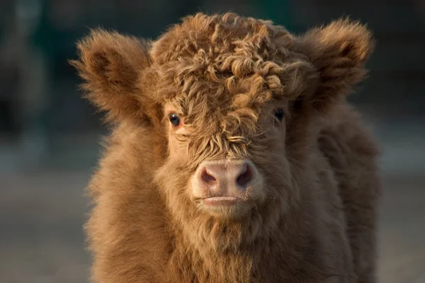 Young Animals Selective Focus — Stock Photo, Image