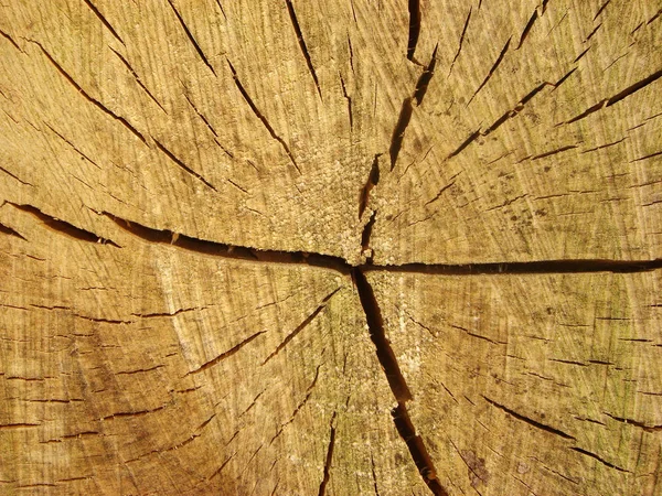 Árbol Planta Natural Flora — Foto de Stock