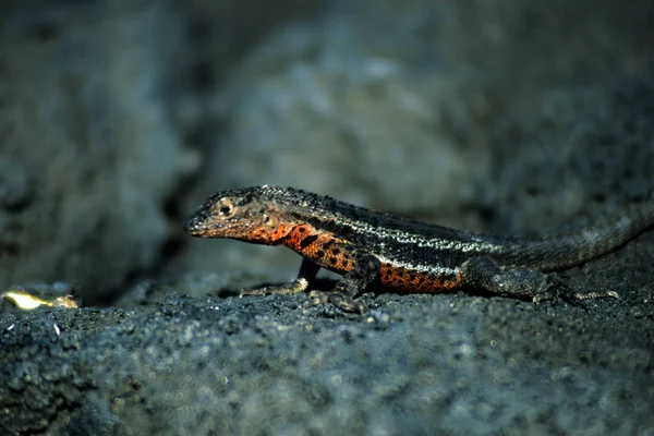 Wildtier Echsentier Leguan Reptil — Stockfoto