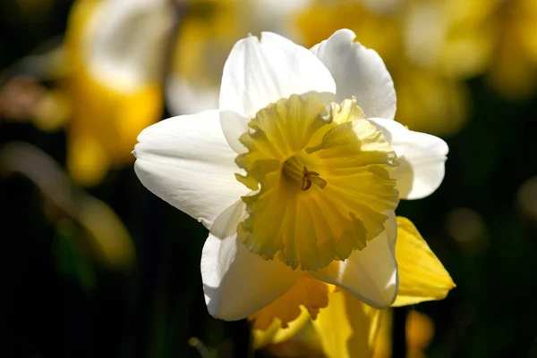 Narciso Nella Retroilluminazione — Foto Stock