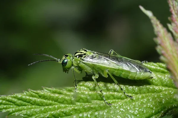 Insecto Gafanhoto Bicho Grilo — Fotografia de Stock