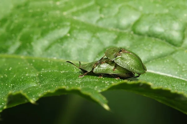 甲虫被触角和腿吸引住了 所以很难在绿叶上看到它们 他们太忙了 可能根本没注意到我 — 图库照片