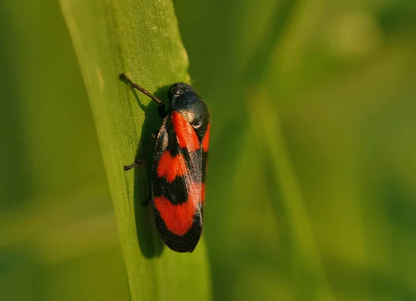 Обыкновенный Лягушка Cercopis Veliculata — стоковое фото