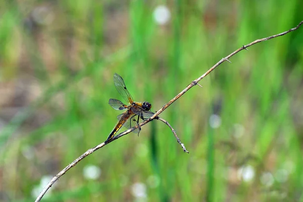 Insecto Naturaleza Mosca Dragonela Odonata — Foto de Stock