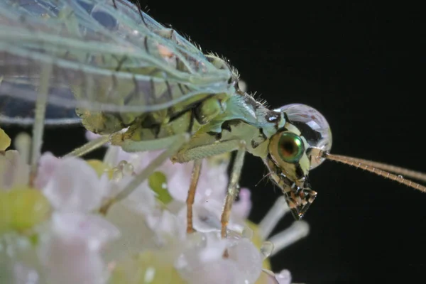 Close Bug Natureza Selvagem — Fotografia de Stock