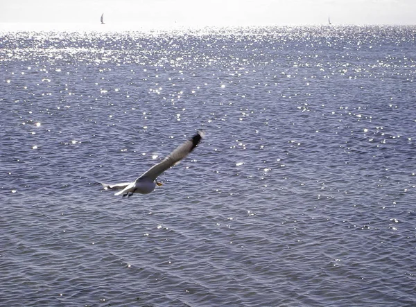 Gulls Flying Sea — Stock Photo, Image