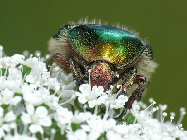 白い花にバラのシャファー 彼の昼食を通してこの黄金の輝く緑の旅者を蒸気ローラーのようなもので — ストック写真