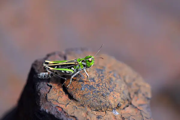 Çekirge Böceği Omurgasız Dua Böceği — Stok fotoğraf