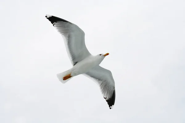 Vue Panoramique Magnifique Oiseau Mouette Mignon — Photo