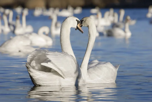 雄大な白鳥の自然景観 — ストック写真