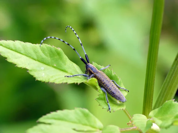 Close Van Een Insect Wilde Natuur — Stockfoto