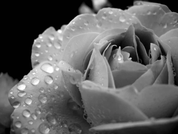 Rosenblütenblätter Flora — Stockfoto