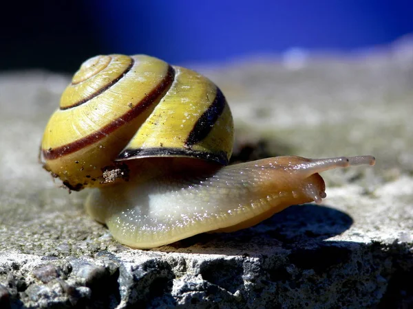 Helix Csiga Puhatestű Kagyló Állat — Stock Fotó