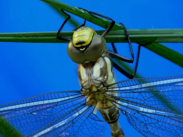 Dragonfly Insect Small Bug Wings Nature — Stock Photo, Image