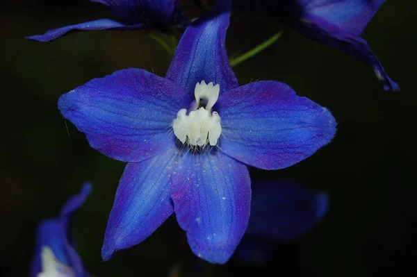 Piękne Botaniczne Ujęcie Naturalna Tapeta — Zdjęcie stockowe