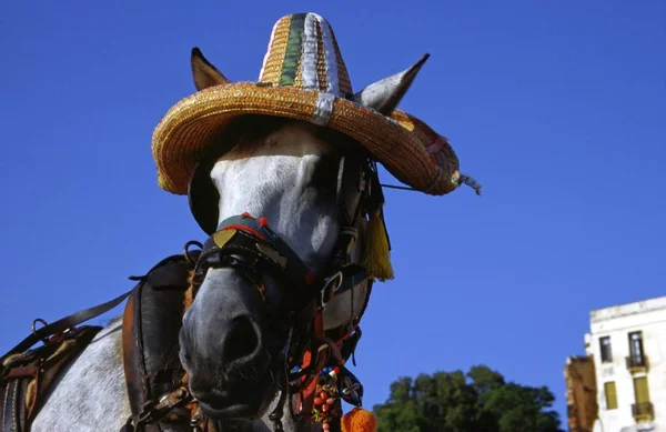 Chania Paard Met Hoed — Stockfoto