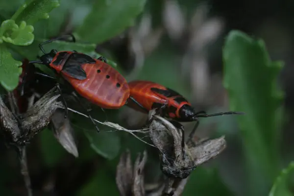 Närbild Insekter Vild Natur — Stockfoto