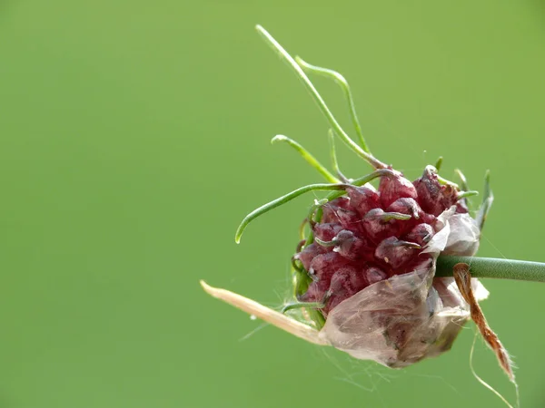 アリウムの花植物性植物 — ストック写真