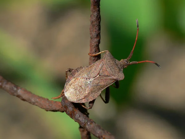 Nahaufnahme Von Wanzen Der Wilden Natur — Stockfoto