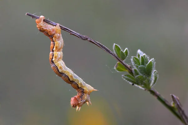 Vers Chenille Insecte Nature — Photo