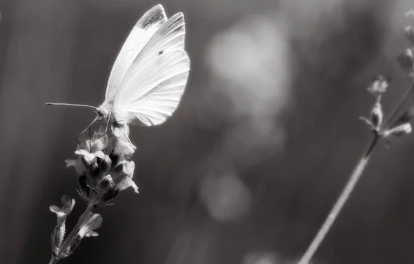 Mariposa Sobre Pétalos Flores Lavanda — Foto de Stock