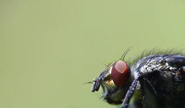 Close Bug Natureza Selvagem — Fotografia de Stock