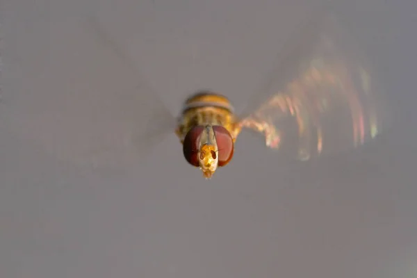 Close Zicht Insect Natuur — Stockfoto