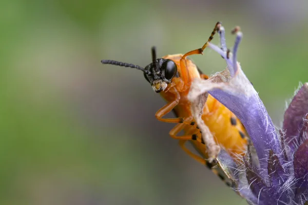 Close Van Een Insect Wilde Natuur — Stockfoto