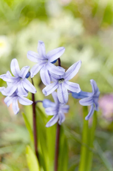 Closeup View Beautiful Blooming Hyacinth Stock Image